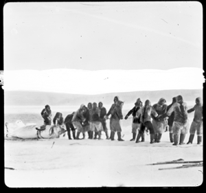 Image of Many Inuit haul in narwhal